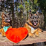 animal, bench, canine, daylight, dog, forest, german_shepherd, greenery, happy, harness, heart_shape, leisure, nature, outdoor, pet, portrait, sunlight, tree, two_dogs, wood