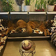 Navyetpepsy participe au concours pour gagner de l'argent avec cette photo : dog, german_shepherd, sleeping, couch, leather, cushion, cow_print, living_room, plant, potted_plant, table, candle, floor, tile_floor, interior, resting, pet, home_decor, furniture, relaxation