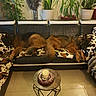 candle, couch, cow_print, cushion, dog, floor, furniture, german_shepherd, home_decor, interior, leather, living_room, pet, plant, potted_plant, relaxation, resting, sleeping, table, tile_floor