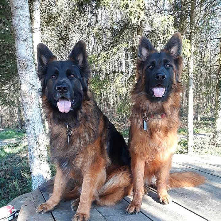 Navyetpepsy a rejoint le concours — aidez-le/la à gagner de superbes lots ! dog, german_shepherd, canine, pets, animal, outdoor, forest, trees, sunlight, nature, wooden_platform, tongue_out, ears_up, sitting, collar, happy, companions, fur, portrait, daylight