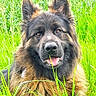 Navyetpepsy participe au concours pour gagner de l'argent avec cette photo : dog, german_shepherd, grass, outdoor, animal, pet, fur, happy, tongue, ears, nature, green, muzzle, canine, portrait, field, smiling, grass_blade, wildlife, friendly