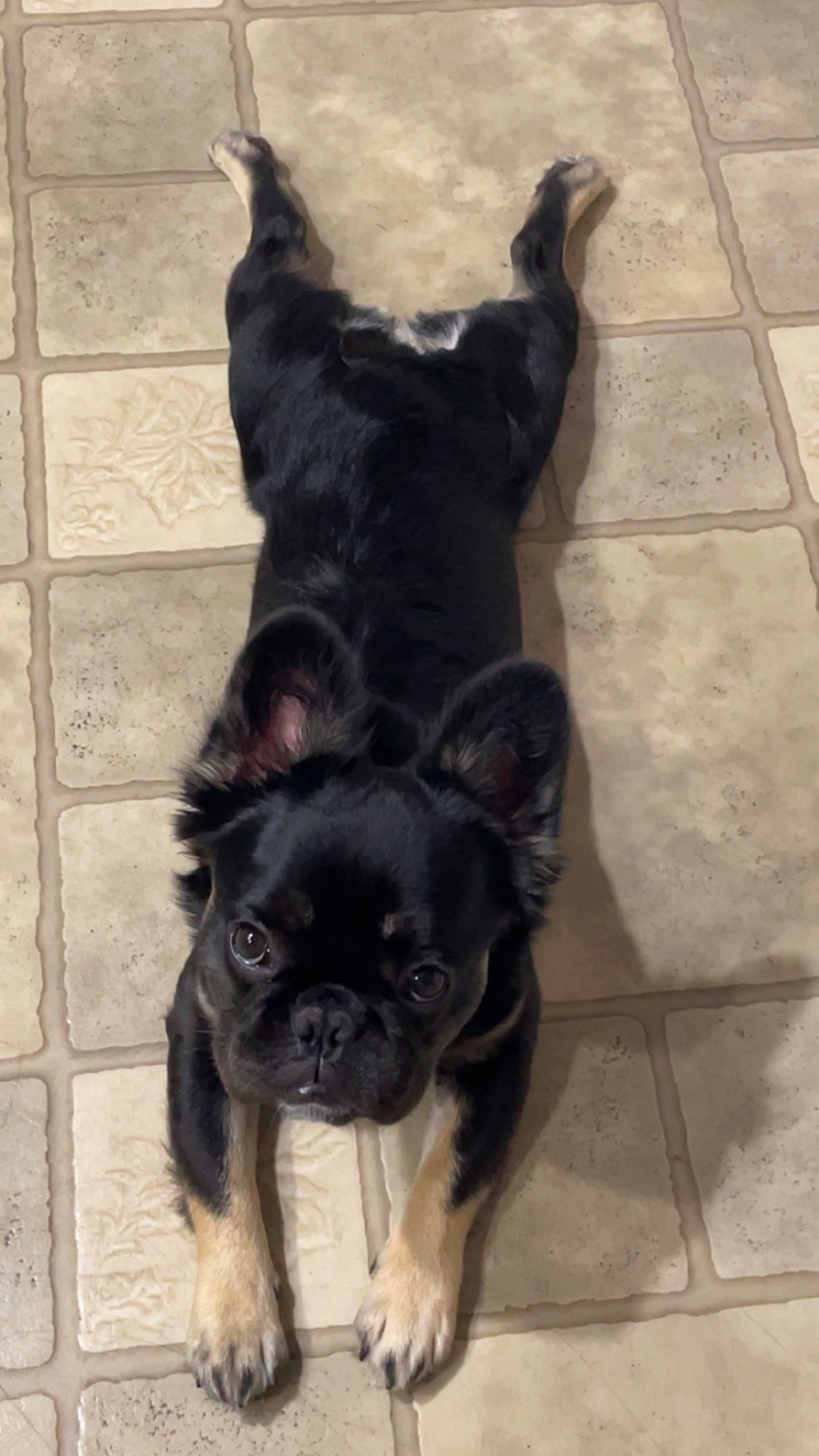 Monchi joined the competition — help win amazing prizes! canidae, carnivore, companion_dog, dog, dog_breed, ear, fawn, flooring, fur, liver, non_sporting_group, paw, pet_supply, puppy, snout, sporting_group, tail, tile_flooring, toy_dog, working_animal