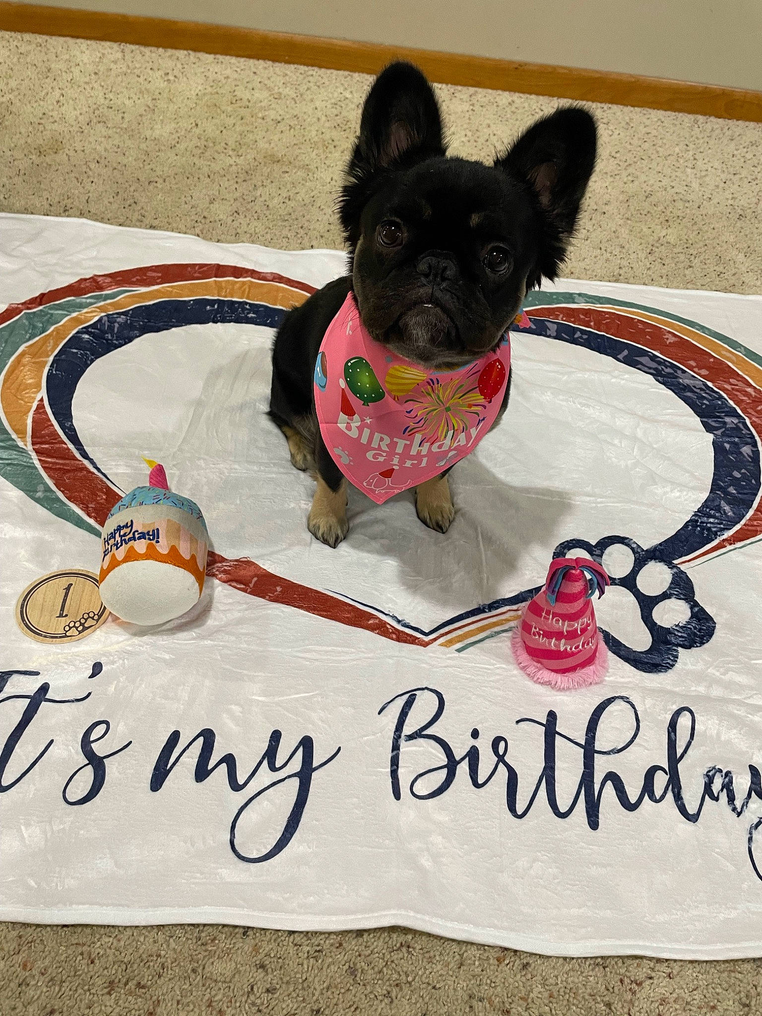 Monchi is registered to the contest to win money with this photo: carmine, carnivore, collar, companion_dog, dog, dog_breed, dog_clothes, dog_collar, dog_supply, fawn, font, leash, pattern, paw, pet_supply, rectangle, snout, tail, toy_dog, working_animal