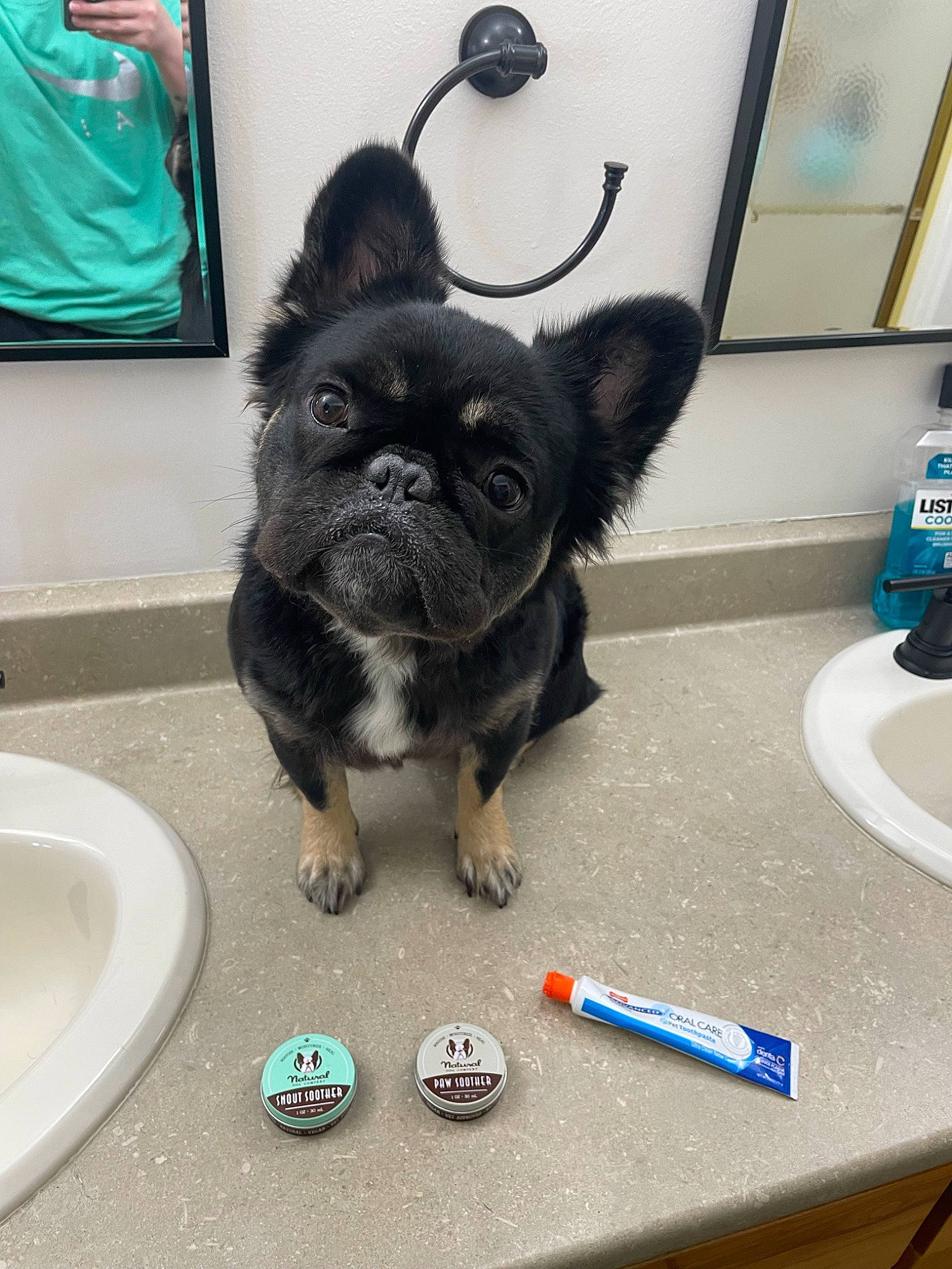 Monchi joined the competition — help win amazing prizes! blue, carnivore, companion_dog, dog, dog_breed, dog_supply, fawn, felidae, flooring, fur, paw, picture_frame, plumbing_fixture, snout, sporting_group, tail, toy, toy_dog, whiskers, working_animal