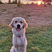 Knox joined the competition — help win amazing prizes! dog, golden_retriever, puppy, grass, sunset, water, outdoor, nature, happy, pet, animal, collar, sunlight, scenic, field, sky, clouds, tree, smiling, sitting