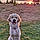 Knox