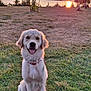 dog, golden_retriever, puppy, grass, sunset, water, outdoor, nature, happy, pet, animal, collar, sunlight, scenic, field, sky, clouds, tree, smiling, sitting