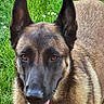dog, german_shepherd, pet, animal, canine, outdoor, grass, tongue, ears, face, fur, brown, black, friendly, close_up, portrait, nature, happy, alert, domestic_animal