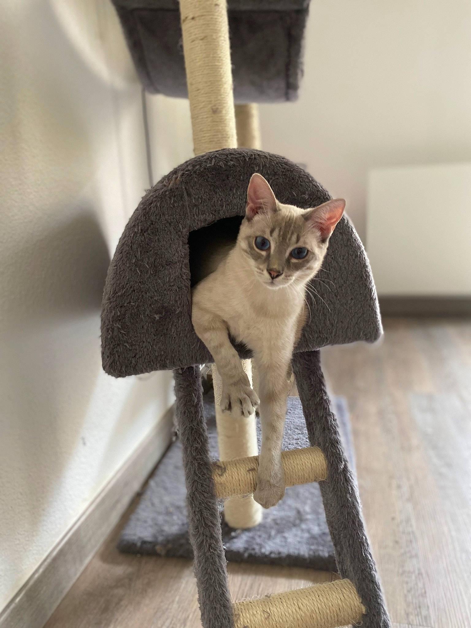 Chamallow a rejoint le concours — aidez-le/la à gagner de superbes lots ! carnivore, cat, cat_supply, domestic_short_haired_cat, fawn, felidae, fur, grey, metal, pet_supply, small_to_medium_sized_cats, snout, tail, whiskers, wood