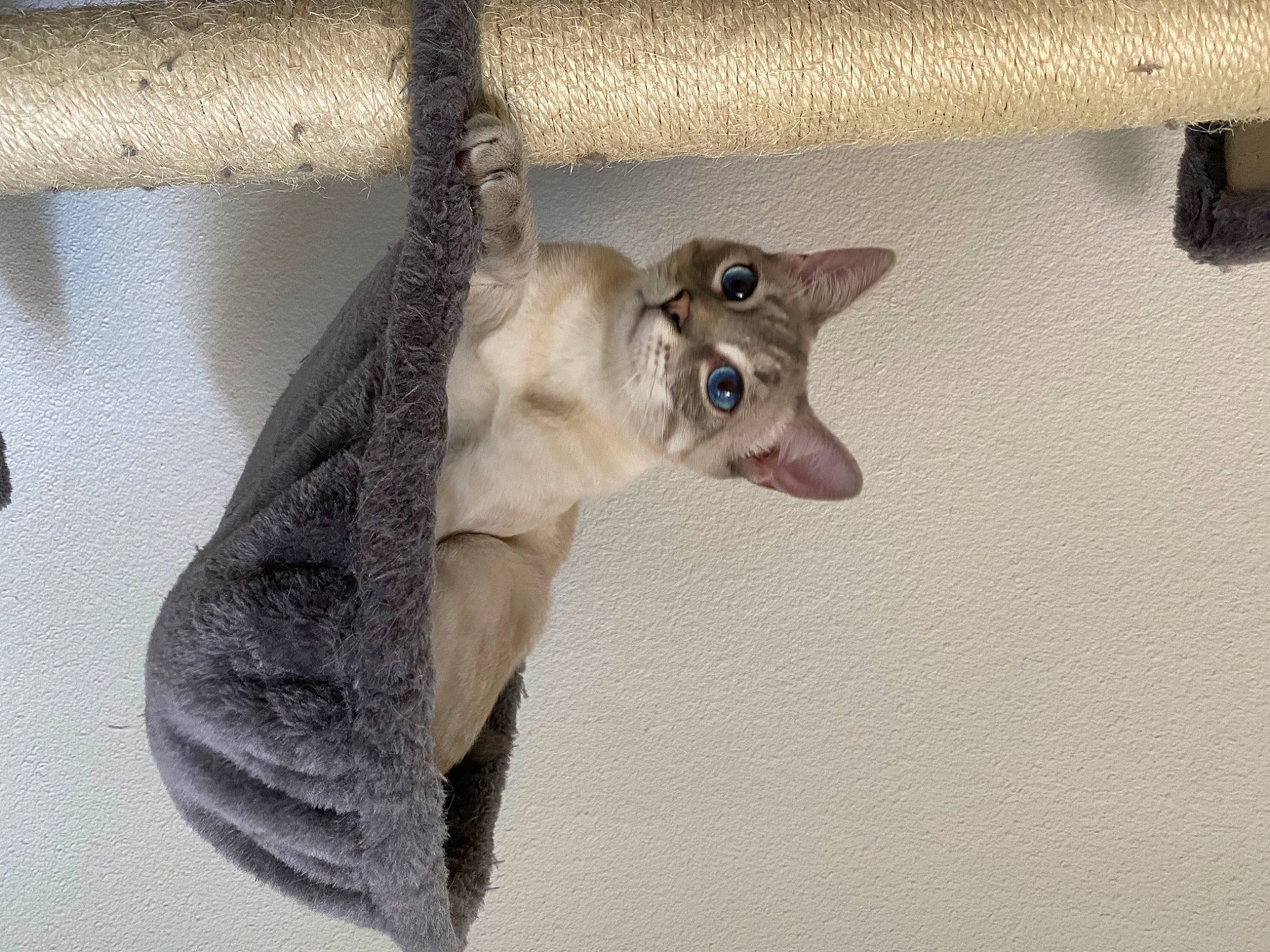 Chamallow a rejoint le concours — aidez-le/la à gagner de superbes lots ! carnivore, cat, fawn, felidae, fur, jaw, marsupial, small_to_medium_sized_cats, snout, tail, terrestrial_animal, whiskers, wildlife, wood