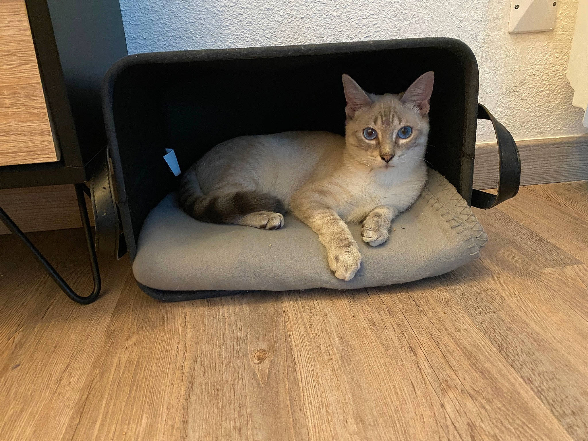 Chamallow participe au concours pour gagner de l'argent avec cette photo : carnivore, cat, cat_supply, comfort, couch, fawn, felidae, floor, flooring, fur, grey, hardwood, laminate_flooring, pet_supply, small_to_medium_sized_cats, snout, tail, whiskers, wood, wood_flooring