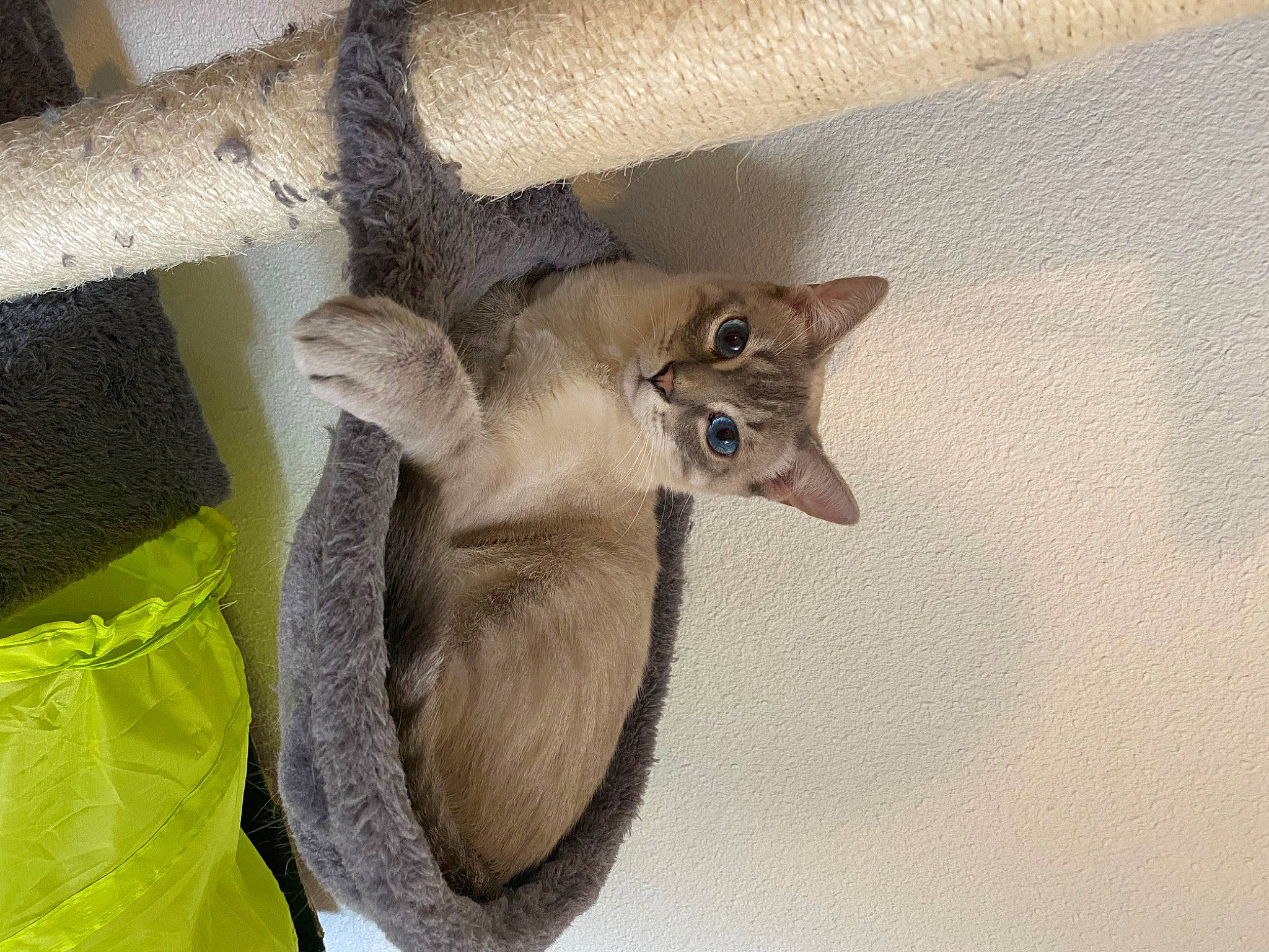 Chamallow a rejoint le concours — aidez-le/la à gagner de superbes lots ! carnivore, cat, cat_bed, cat_supply, domestic_short_haired_cat, fawn, felidae, fur, mammal, small_to_medium_sized_cats, tail, whiskers, wildlife, wood