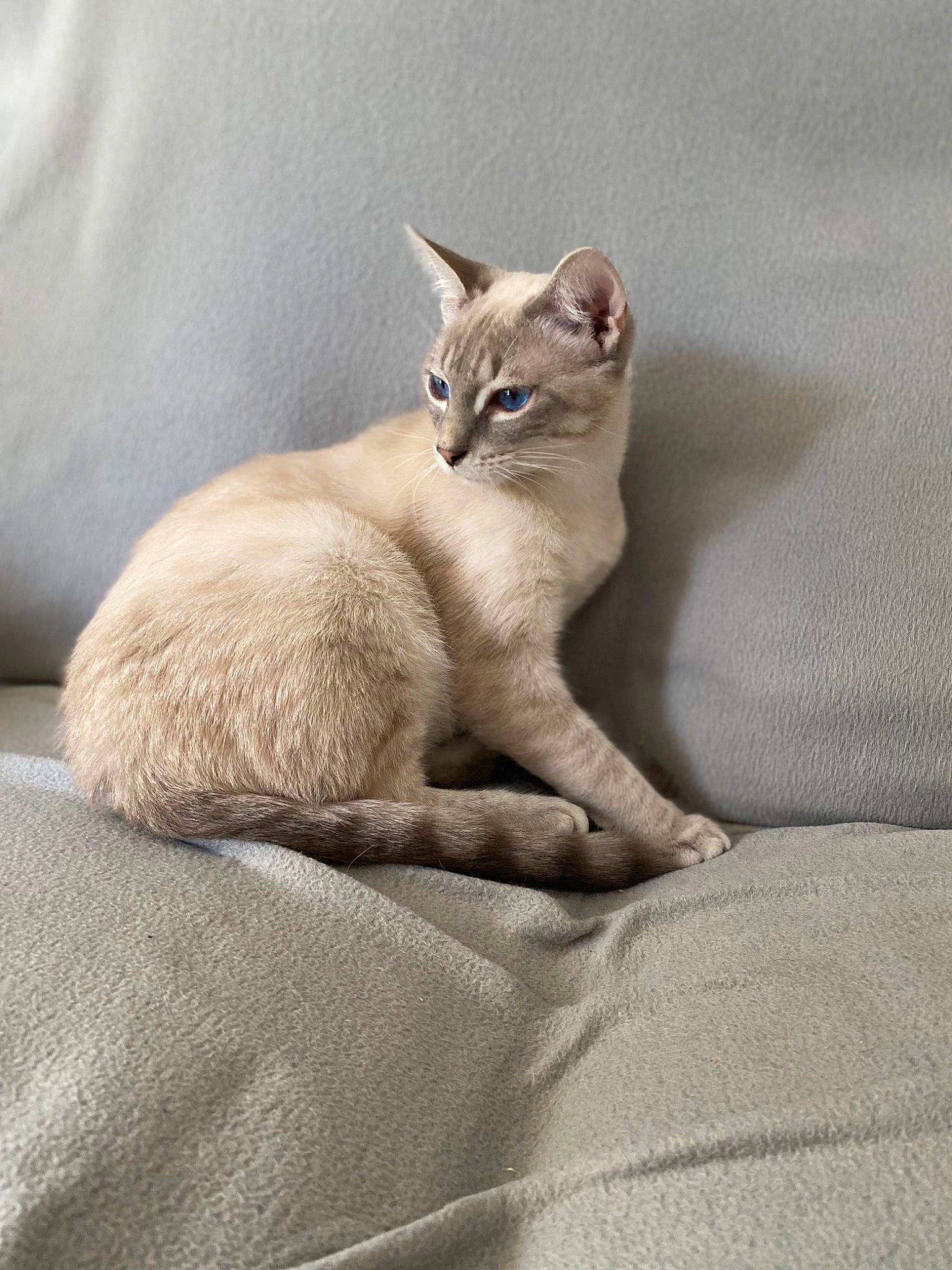 Chamallow a rejoint le concours — aidez-le/la à gagner de superbes lots ! carnivore, cat, cat_supply, claw, comfort, domestic_short_haired_cat, fawn, felidae, fur, grey, paw, small_to_medium_sized_cats, snout, tail, terrestrial_animal, whiskers, wildlife, window