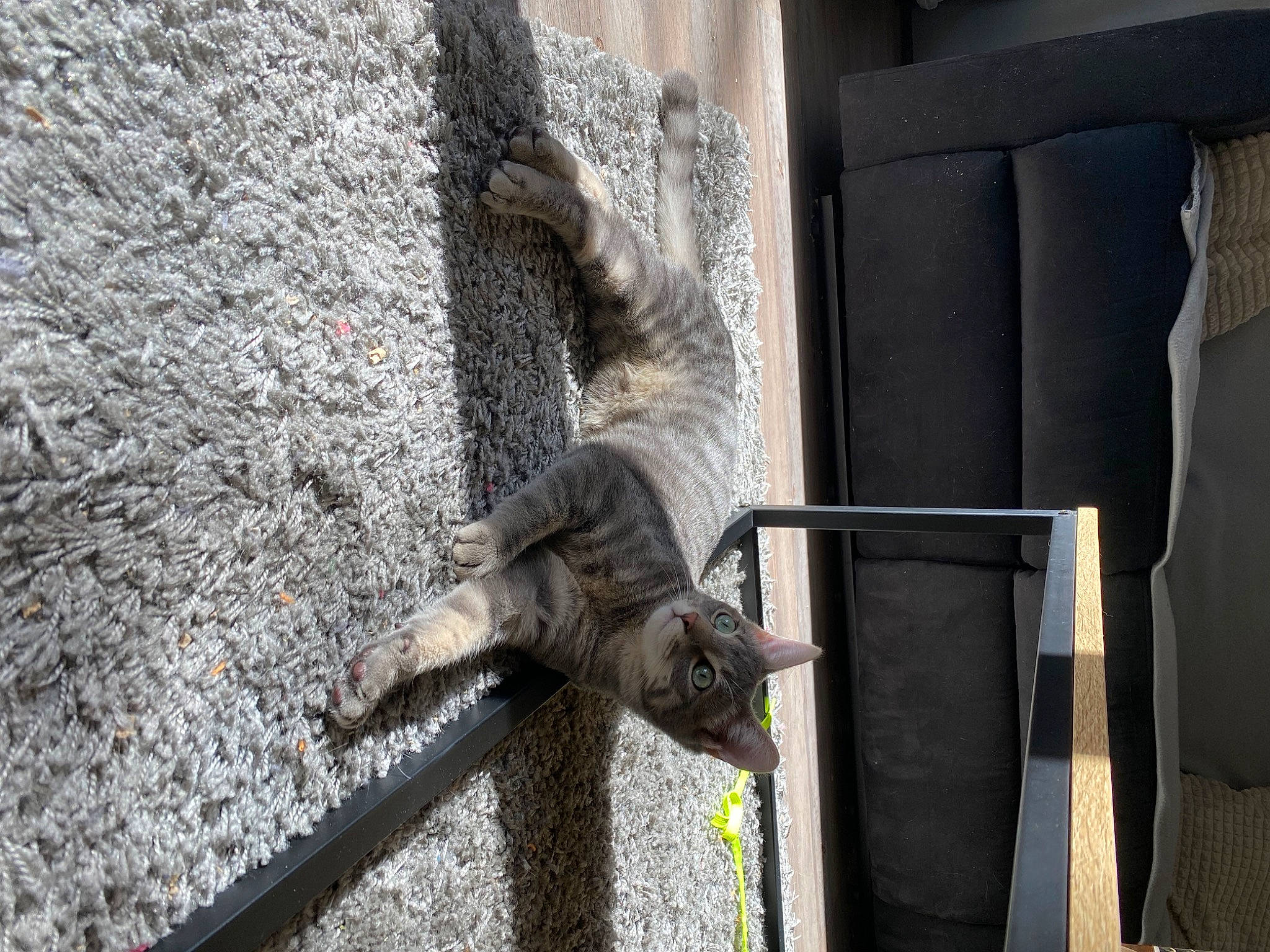 Crapule a rejoint le concours — aidez-le/la à gagner de superbes lots ! art, carnivore, concrete, felidae, fur, grey, mammal, metal, plant, sculpture, small_to_medium_sized_cats, snout, statue, tail, terrestrial_animal, trunk, vertebrate, wildlife, window, wood