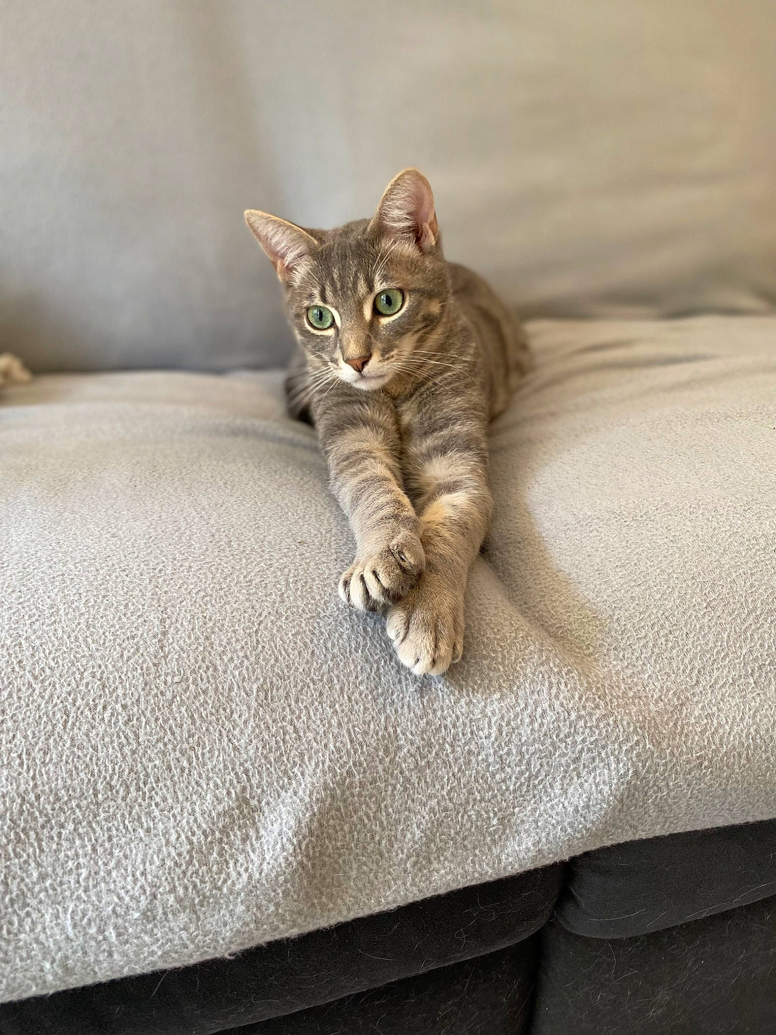 Crapule participe au concours pour gagner de l'argent avec cette photo : brown, carnivore, cat, claw, comfort, domestic_short_haired_cat, eye, fawn, felidae, fur, grey, linens, paw, small_to_medium_sized_cats, snout, tail, terrestrial_animal, whiskers, wildlife, wood