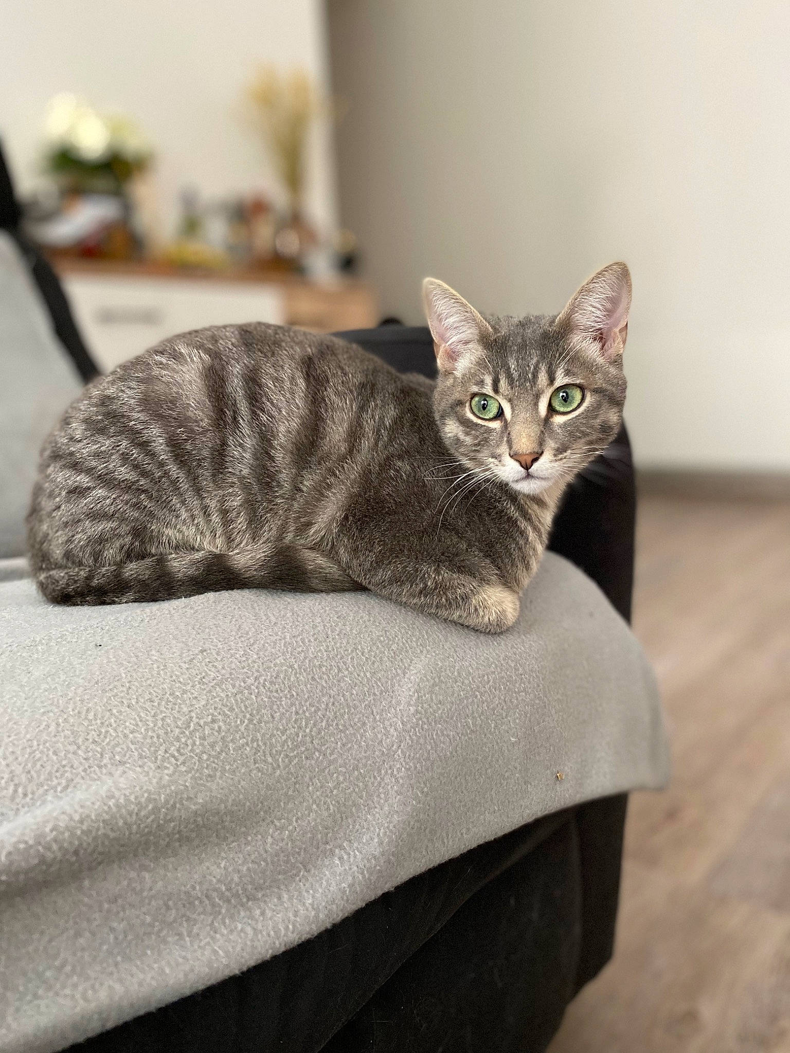 Crapule a rejoint le concours — aidez-le/la à gagner de superbes lots ! carnivore, cat, cat_supply, comfort, domestic_short_haired_cat, felidae, flooring, fur, grey, paw, pet_supply, room, sitting, small_to_medium_sized_cats, snout, tail, terrestrial_animal, whiskers, wildlife, wood