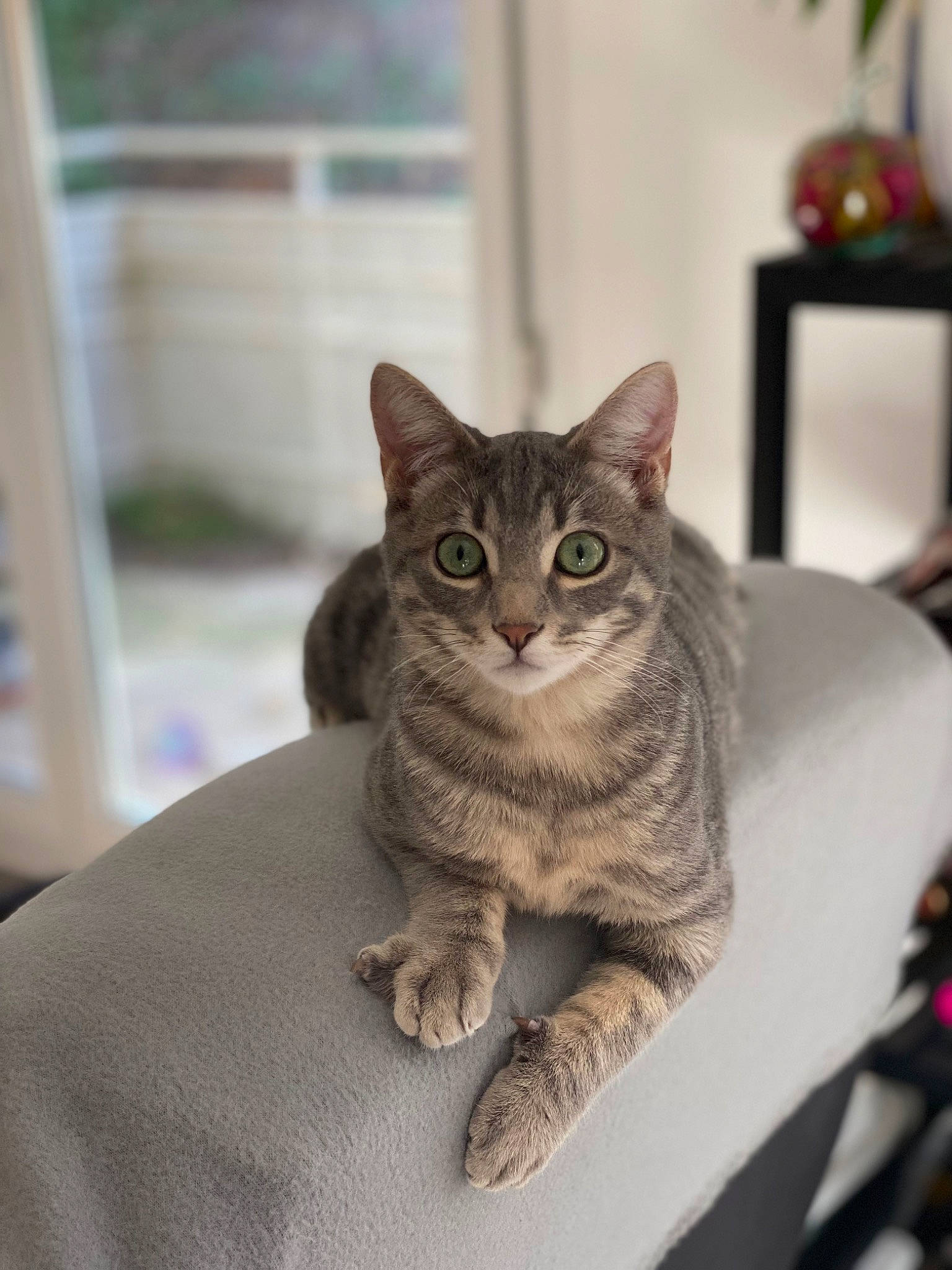 Crapule participe au concours pour gagner de l'argent avec cette photo : carnivore, cat, comfort, domestic_short_haired_cat, door, felidae, fur, grey, paw, sitting, small_to_medium_sized_cats, snout, whiskers, window