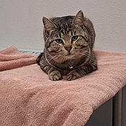 Simba is registered to the contest to win money with this photo: cat, tabby_cat, pet, animal, feline, striped, fur, whiskers, ears, paws, collar, indoor, towel, resting, looking_at_camera, cute, domestic_animal, mammal, portrait, relaxed