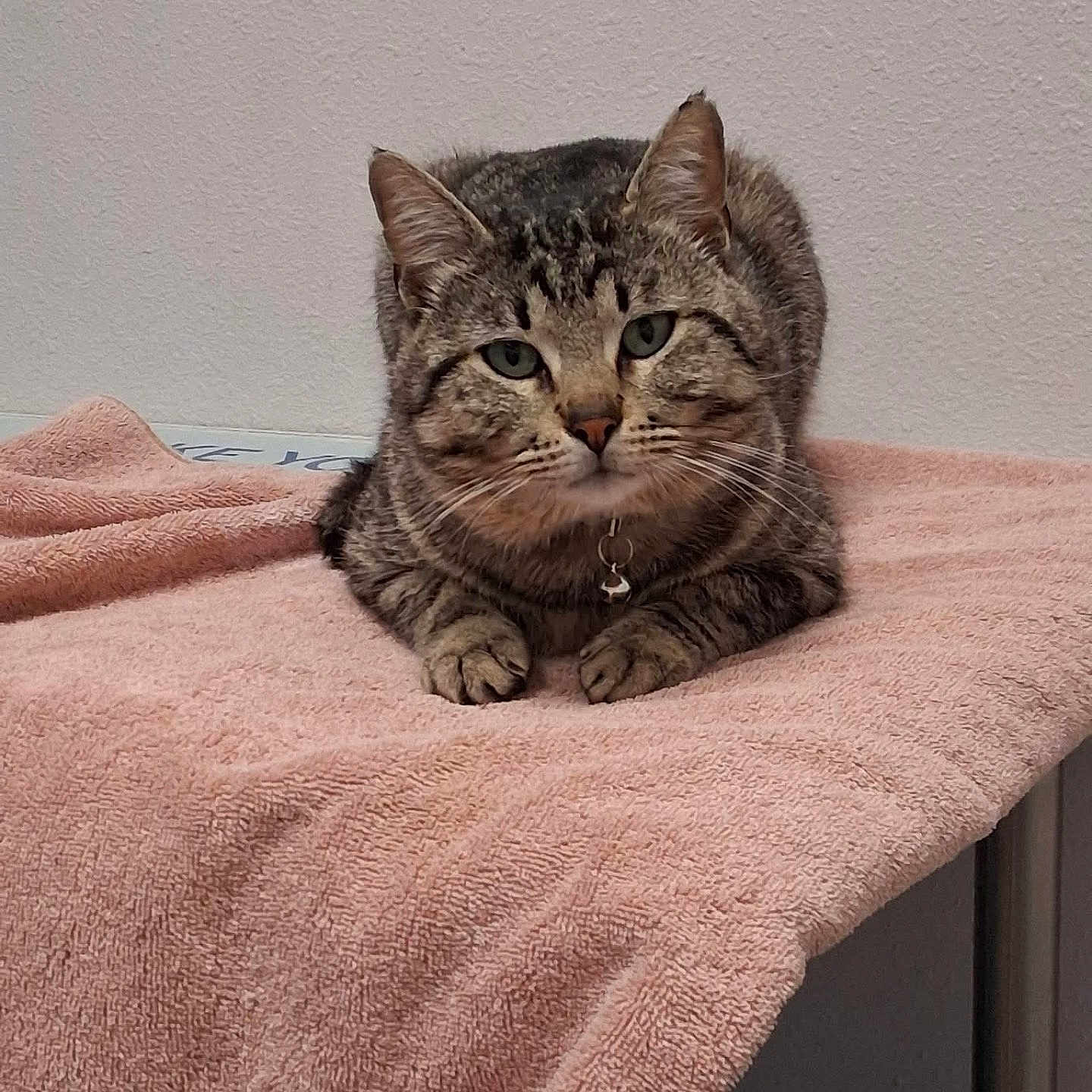 Simba is registered to the contest to win money with this photo: cat, tabby_cat, pet, animal, feline, striped, fur, whiskers, ears, paws, collar, indoor, towel, resting, looking_at_camera, cute, domestic_animal, mammal, portrait, relaxed