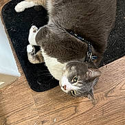 Faith Xavier joined the competition — help win amazing prizes! cat, gray_cat, white_cat, pet, collar, indoor, floor, mat, wood_floor, relaxed, feline, domestic_animal, animal, fur, whiskers, paw, cute, lying_down, resting, household