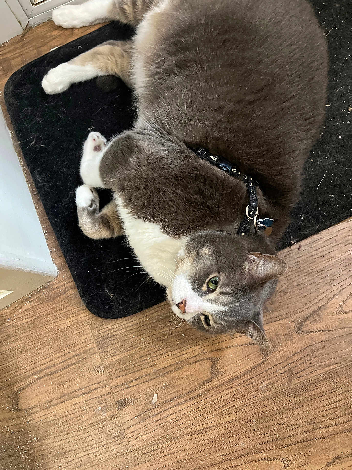 Faith Xavier joined the competition — help win amazing prizes! cat, gray_cat, white_cat, pet, collar, indoor, floor, mat, wood_floor, relaxed, feline, domestic_animal, animal, fur, whiskers, paw, cute, lying_down, resting, household