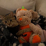 Gia is registered to the contest to win money with this photo: tabby_cat, plush_toy, teddy_bear, pumpkin_costume, blanket, couch, indoor, cozy, pet, animal, feline, soft_toy, snuggling, comfort, relaxation, home, furniture, fabric, cute, autumn