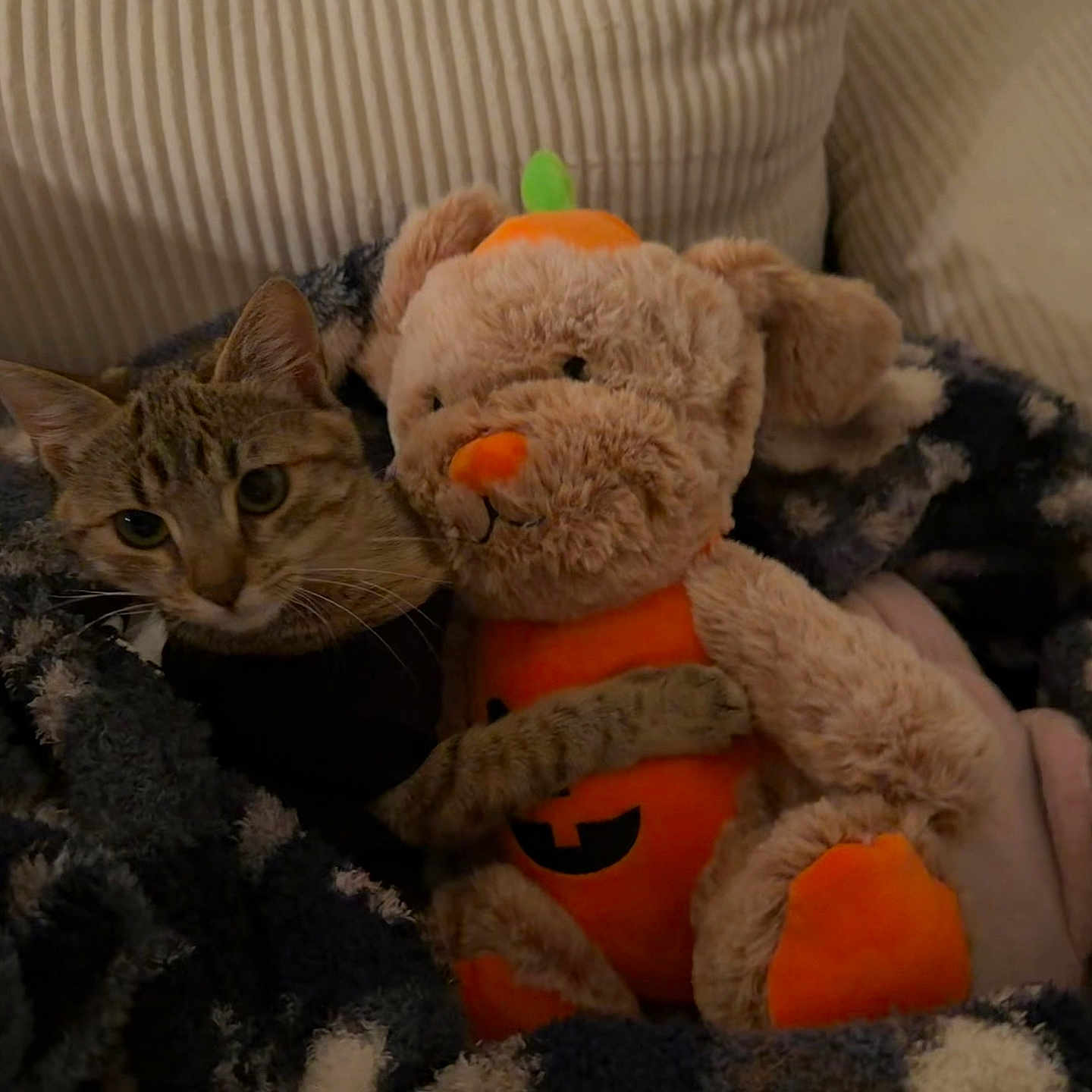 Gia is registered to the contest to win money with this photo: tabby_cat, plush_toy, teddy_bear, pumpkin_costume, blanket, couch, indoor, cozy, pet, animal, feline, soft_toy, snuggling, comfort, relaxation, home, furniture, fabric, cute, autumn
