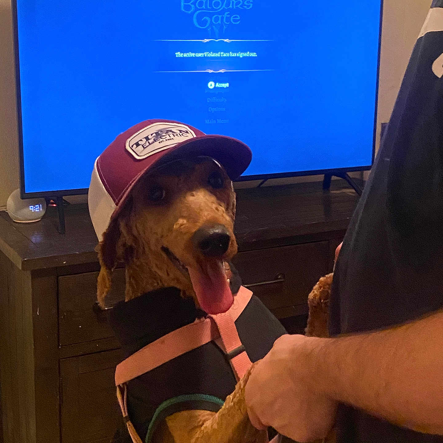 Mattie is registered to the contest to win money with this photo: adult, animal, baseballcap, bear, canine, cap, clothing, computerhardware, dog, electronics, hardware, hat, male, man, monitor, person, pet, screen, speaker, tv