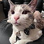 Papas is registered to the contest to win money with this photo: cat, close_up, bow_tie, whiskers, pink_nose, leather_chair, pet, animal, indoor, feline, cute, resting, soft_fur, black_and_white, collar, domestic_cat, portrait, relaxed, ears, curious