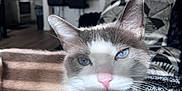 Papas is registered to the contest to win money with this photo: cat, blue_eyes, indoor, sunlight, shadow, blanket, fur, pet, relaxing, close_up, home, collar, pink_nose, whiskers, feline, resting, cozy, domestic, soft_light, window