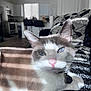 blanket, blue_eyes, cat, close_up, collar, cozy, domestic, feline, fur, home, indoor, pet, pink_nose, relaxing, resting, shadow, soft_light, sunlight, whiskers, window
