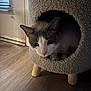 Papas joined the competition — help win amazing prizes! cat, cat_house, pet, animal, feline, indoor, wooden_floor, door, blinds, cozy, curious, cute, fur, ears, whiskers, wooden_legs, home, pet_furniture, shadow, light