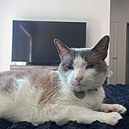 Papas is registered to the contest to win money with this photo: cat, indoor, pet, feline, relaxed, white_fur, gray_fur, collar, tag, television, blanket, resting, animal, closeup, fur, whiskers, ears, home, furniture, door