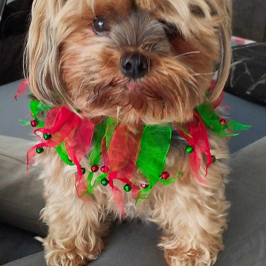 Oda a rejoint le concours — aidez-le/la à gagner de superbes lots ! adorable, animal, christmas_colors, companion, cute, decorative, dog, domestic_animal, festive, fluffy, fur, green, holiday, indoor, pet, portrait, red, ribbons, small_dog, sofa