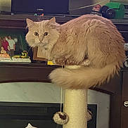 Peaches joined the competition — help win amazing prizes! cat, fluffy, cream_color, scratching_post, indoor, furniture, television, family_photo, decor, pet, curious, collar, bell, toy, sitting, tail, wooden_shelf, living_room, cozy, feline