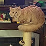 cat, fluffy, cream_color, scratching_post, indoor, furniture, television, family_photo, decor, pet, curious, collar, bell, toy, sitting, tail, wooden_shelf, living_room, cozy, feline