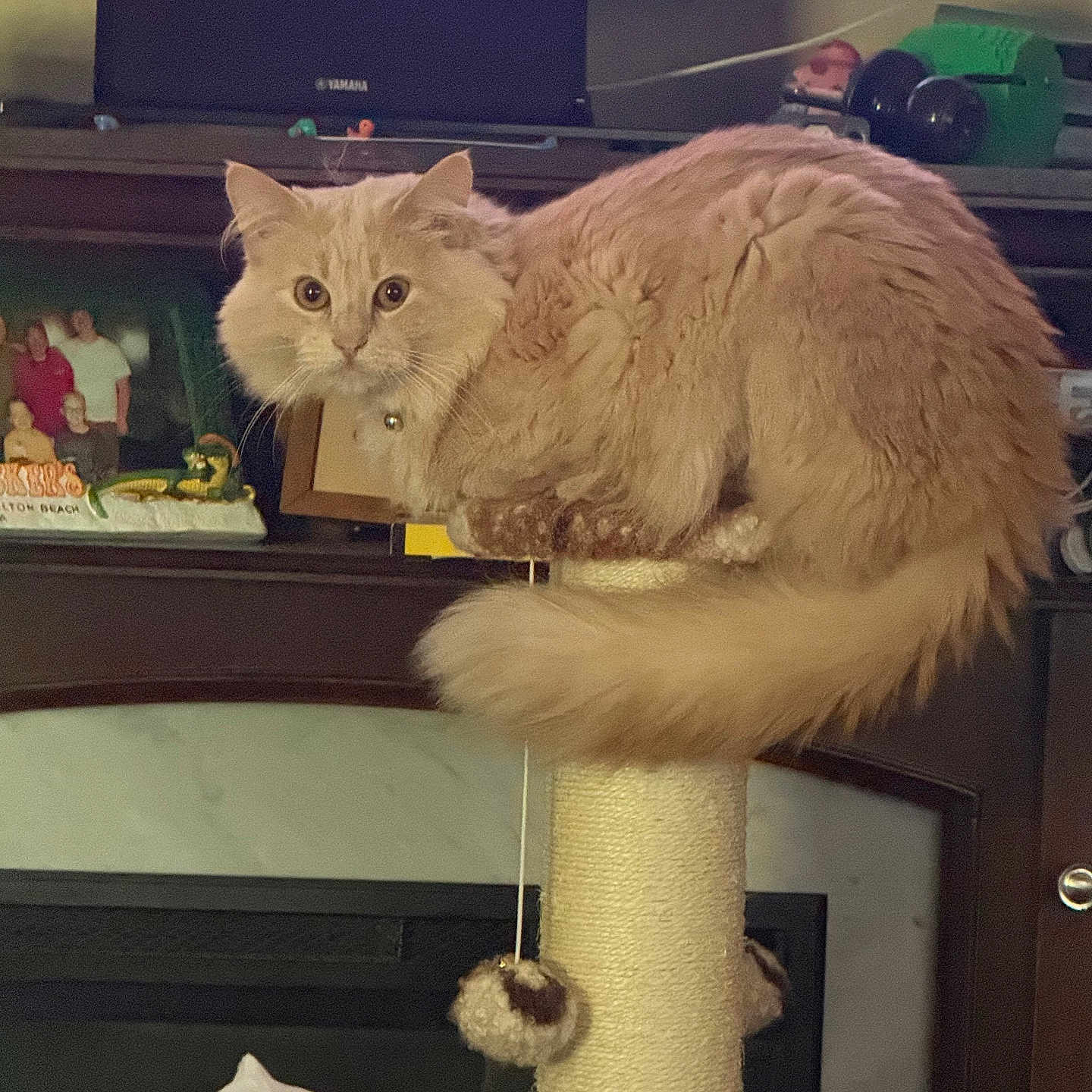 Peaches