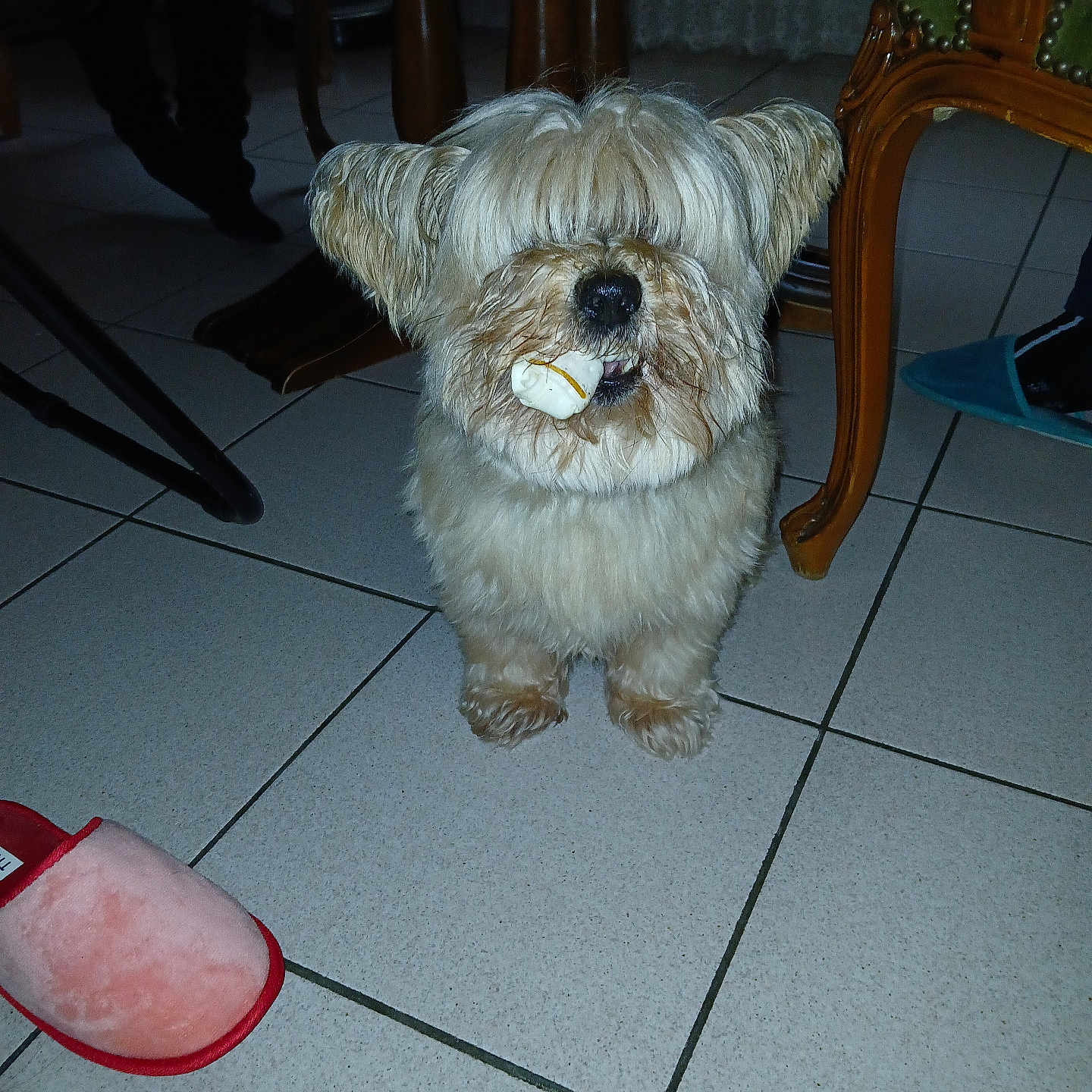 César a rejoint le concours — aidez-le/la à gagner de superbes lots ! dog, indoor, floor, tile, furniture, slipper, treat, pet, animal, mop_haircut, cute, small_dog, mouth, fur, legs, shadow, chair, table, timestamp, domestic