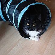 Abou Ali a rejoint le concours — aidez-le/la à gagner de superbes lots ! cat, black_cat, white_paws, yellow_eyes, pet_toy, tunnel, indoor, wooden_floor, animal, feline, whiskers, curious, cute, domestic_cat, playful, fur, resting, looking, housepet, closeup