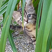 Yoko participe au concours pour gagner de l'argent avec cette photo : cat, curious, cute, eyes, fur, green_leaves, ground, kitten, nature, outdoor, peeking, pet, plants, playful, rocks, small_animal, tabby, whiskers, wildlife, young