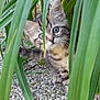 cat, curious, cute, eyes, fur, green_leaves, ground, kitten, nature, outdoor, peeking, pet, plants, playful, rocks, small_animal, tabby, whiskers, wildlife, young