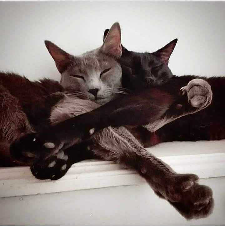 Kira Y Panter a rejoint le concours — aidez-le/la à gagner de superbes lots ! black_cat, cat, cats, close_up, cozy, cuddling, cute, feline, gray_cat, indoor, napping, pair, paws, pet, portrait, relaxed, shelf, sleeping, snuggling, whiskers