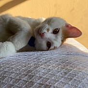 Butterscotch joined the competition — help win amazing prizes! cat, white_cat, orange_spot, lying_down, relaxed, indoor, blanket, texture, sunlight, shadow, yellow_wall, pet, feline, whiskers, close_up, nap_time, cozy, soft_light, resting, cute