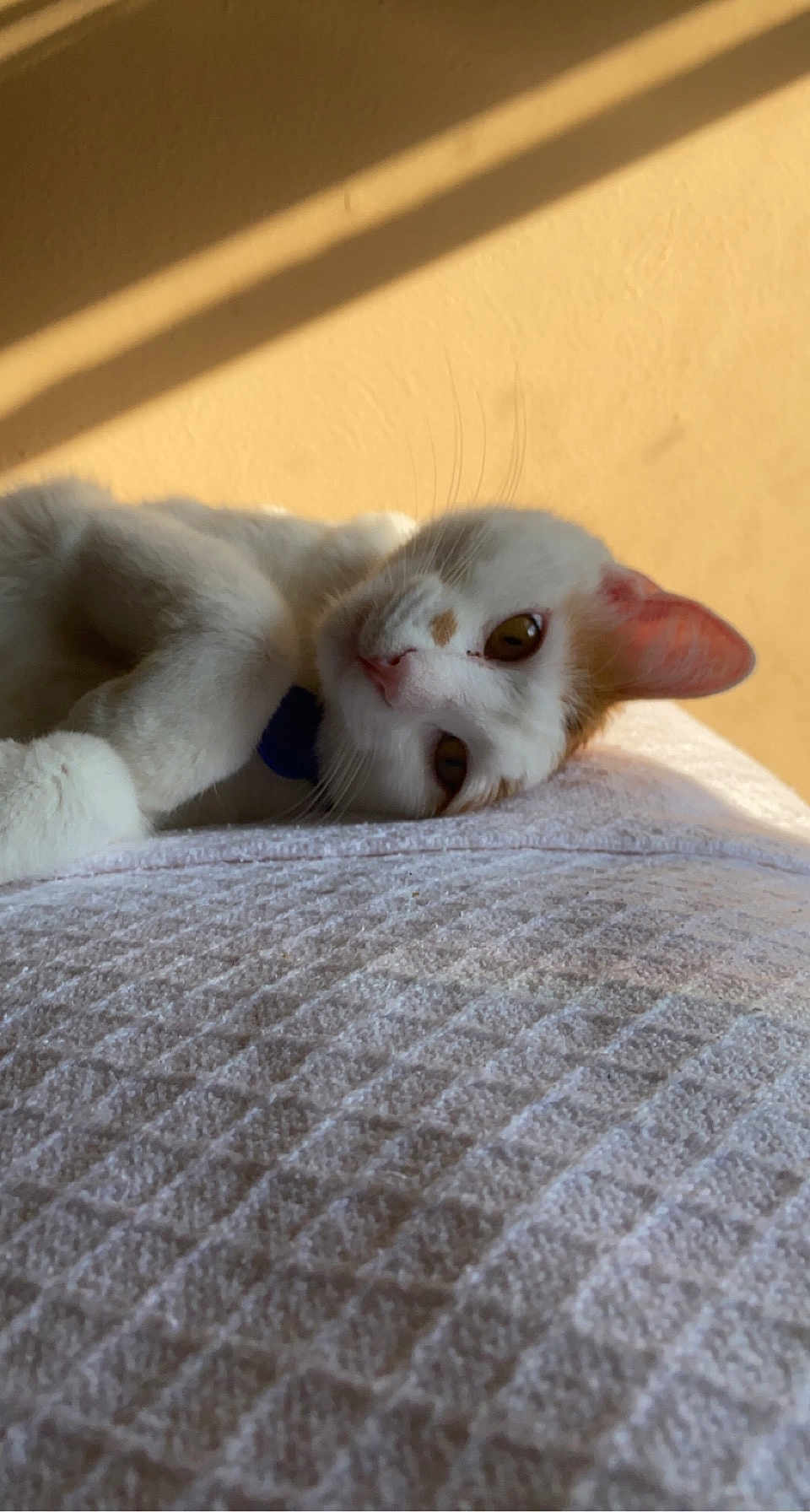 Butterscotch joined the competition — help win amazing prizes! cat, white_cat, orange_spot, lying_down, relaxed, indoor, blanket, texture, sunlight, shadow, yellow_wall, pet, feline, whiskers, close_up, nap_time, cozy, soft_light, resting, cute