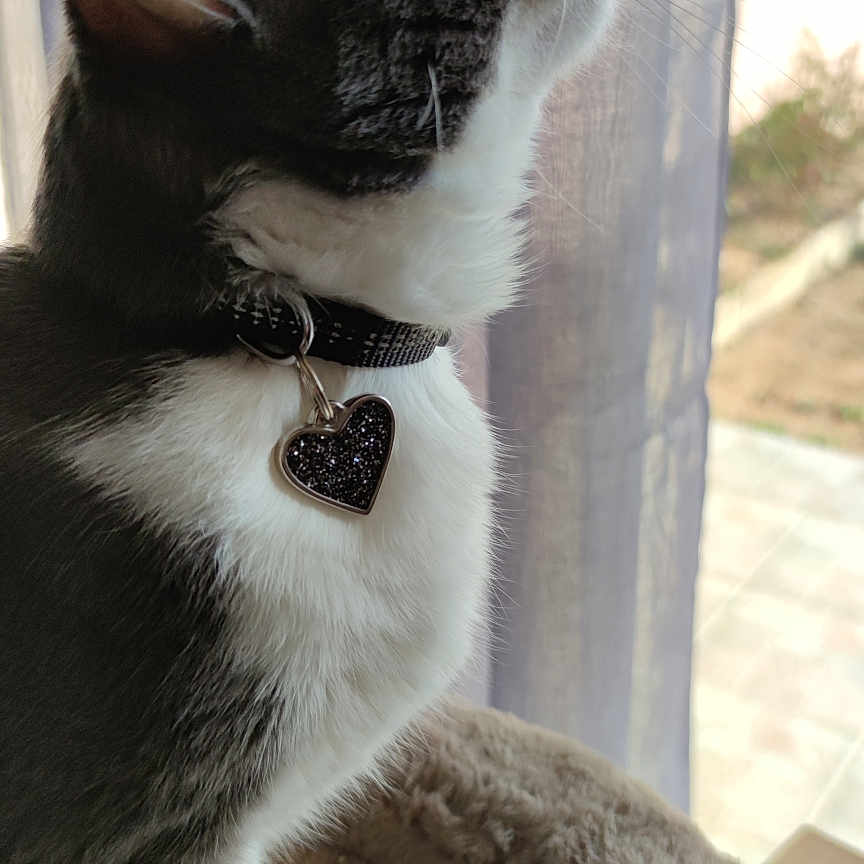 Zoé participe au concours pour gagner de l'argent avec cette photo : bed, black_and_white, cat, collar, cozy, curious, curtain, domestic_cat, feline, heart_tag, indoor, looking_up, pet, plush, side_view, soft_light, tuxedo_cat, whiskers, white_paws, window