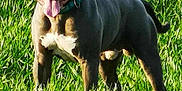 Urkan a rejoint le concours — aidez-le/la à gagner de superbes lots ! animal, ball, bostonbull, boxer, bulldog, canine, dog, field, grass, grassland, lawn, nature, outdoors, pet, pitbull, plant, puppy, sport, tennis, tennisball