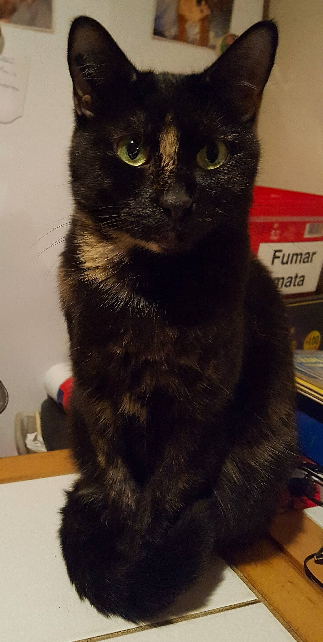 Heidi a rejoint le concours — aidez-le/la à gagner de superbes lots ! asian, black, black_cat, bombay, cat, cat_like_mammal, domestic_short_haired_cat, fauna, fur, german_rex, kitten, paw, small_to_medium_sized_cats, snout, whiskers