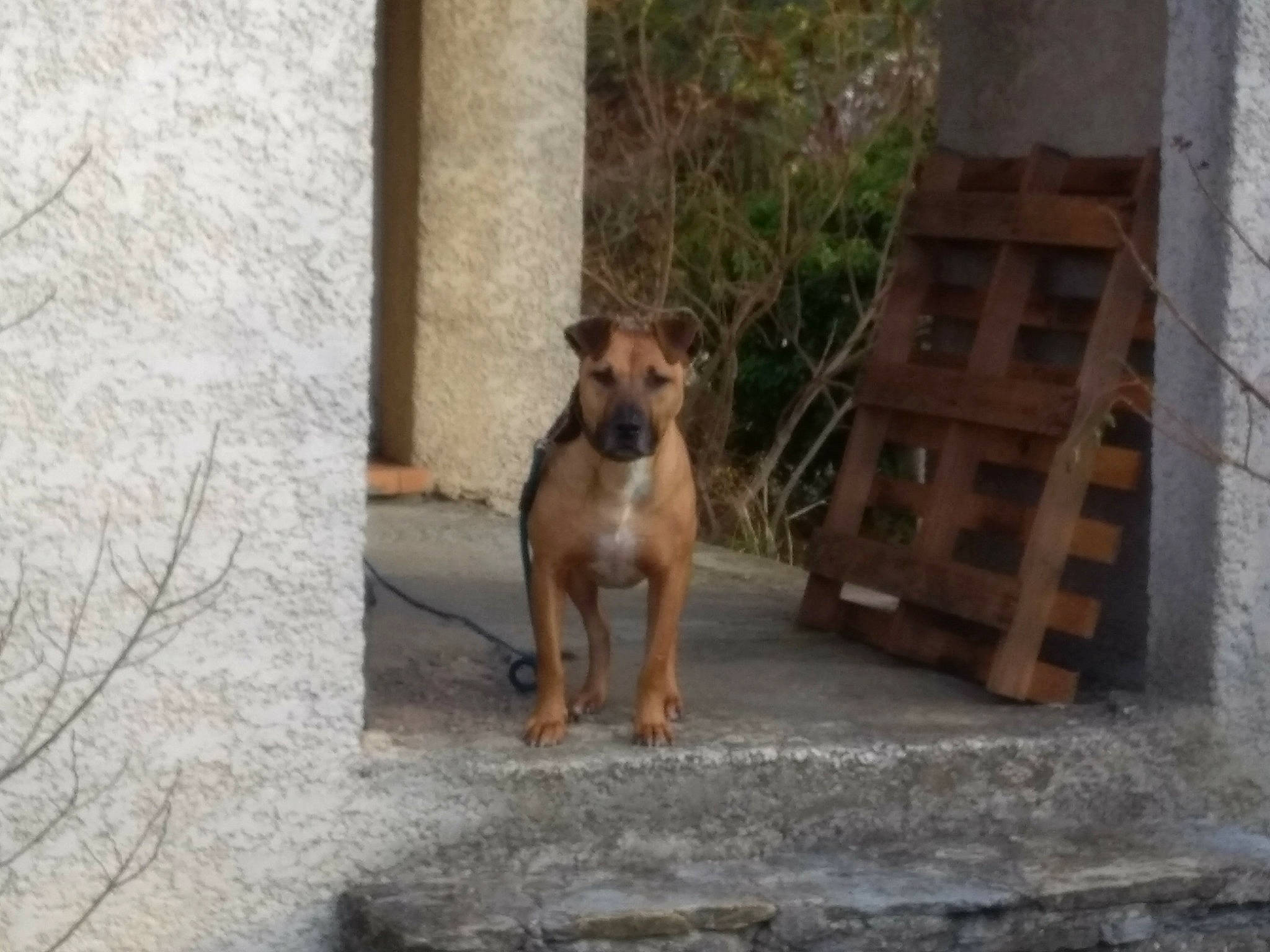 Nouma a rejoint le concours — aidez-le/la à gagner de superbes lots ! canidae, carnivore, companion_dog, concrete, dog, dog_breed, door, fawn, flooring, plant, road, road_surface, snout, sporting_group, street_dog, terrestrial_animal, wildlife, wood, working_animal, working_dog