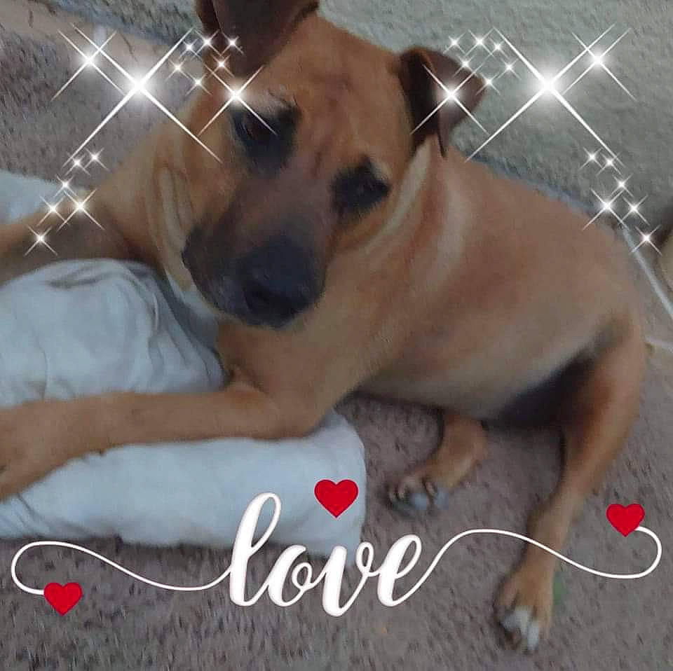 Nouma participe au concours pour gagner de l'argent avec cette photo : carnivore, comfort, companion_dog, dog, dog_breed, dog_supply, fawn, flooring, kitchen_utensil, mammal, paw, pet_supply, photo_caption, snout, sporting_group, tableware, terrestrial_animal, toy_dog, whiskers, working_animal