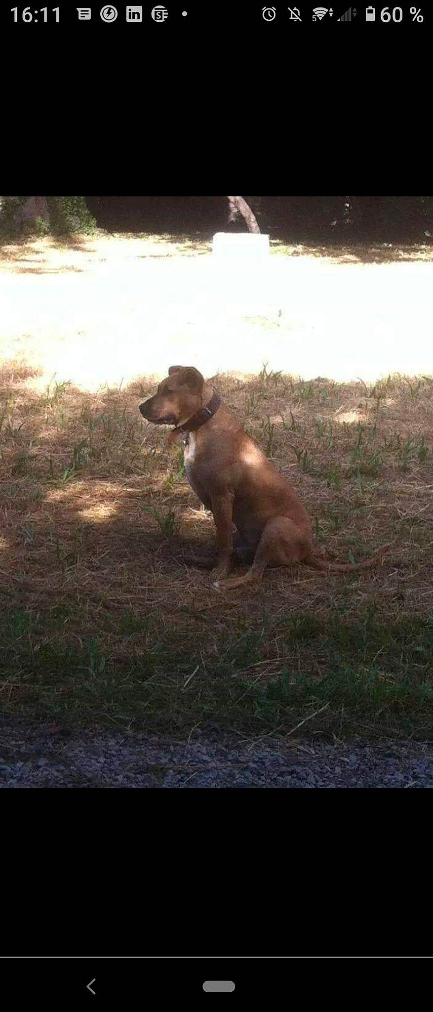 Nouma a rejoint le concours — aidez-le/la à gagner de superbes lots ! canidae, carnivore, companion_dog, dog, dog_breed, fawn, grass, grassland, liver, pasture, plant, shadow, snout, soil, sporting_group, tail, terrestrial_animal, tree, wood, working_animal